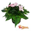 Afbeelding van Impatiens Sun Patiens P13 Orchid Blush